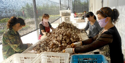 20140604平泉蘑菇产业园