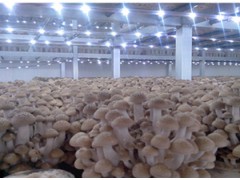 LED lights for edible mushrooms growth
