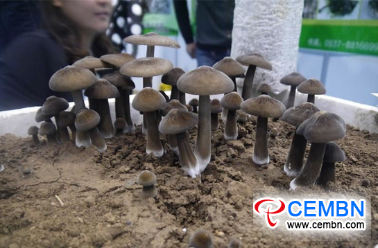 QQ截图20150522093448