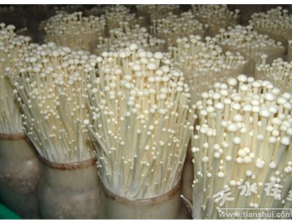 Zhongxing Enoki Mushroom