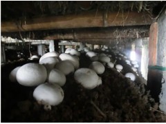 White Mushroom