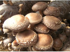 Menggenhua Edible Mushroom Industry Park