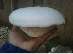 Pleurotus nebrodensis