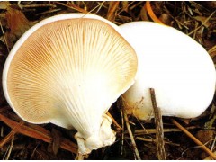 Pleurotus nebrodensis