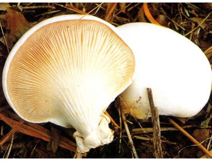 Pleurotus nebrodensis