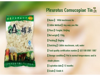 Pleurotus cornucopiae Tin