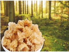 Tremella