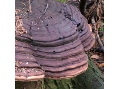 Ganoderma applanatum (Pers.) Pat. - Artist's Fungus