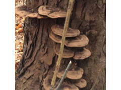 Ganoderma applanatum (Pers.) Pat. - Artist's Fungus