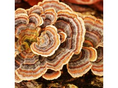 Wild Turkey Tail Mushroom- Trametes Versicolor