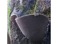 Wild Willow Bracket or Fire Sponge- Phellinus Igniarius