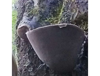 Wild Willow Bracket or Fire Sponge- Phellinus Igniarius