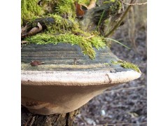 Wild Willow Bracket or Fire Sponge- Phellinus Igniarius