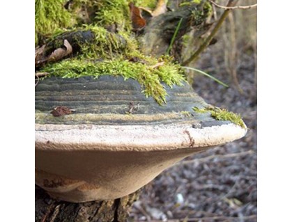 Wild Willow Bracket or Fire Sponge- Phellinus Igniarius