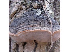 Wild Willow Bracket or Fire Sponge- Phellinus Igniarius