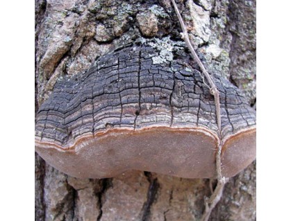 Wild Willow Bracket or Fire Sponge- Phellinus Igniarius