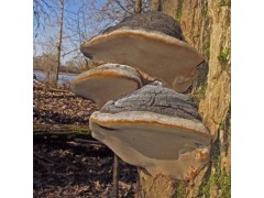 Wild Willow Bracket or Fire Sponge- Phellinus Igniarius