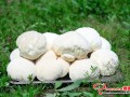 Henan: local Monkey head mushrooms reaped a bumper harvest