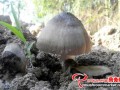 Wild Straw mushrooms were found in the depths of local forest